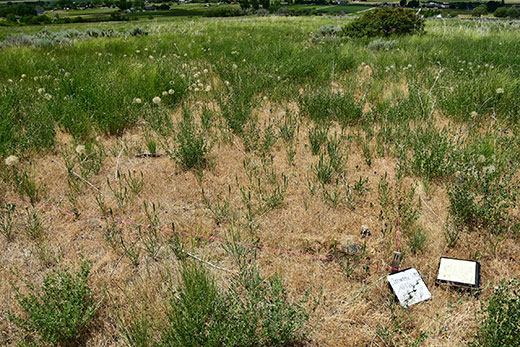 Wildlife Management Area, Northern Utah - untreated area