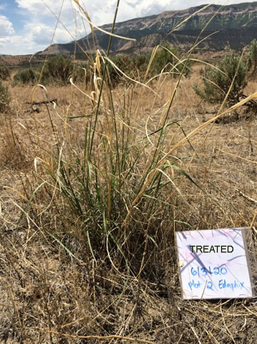 Wildlife Management Area, Northern Utah - treated area