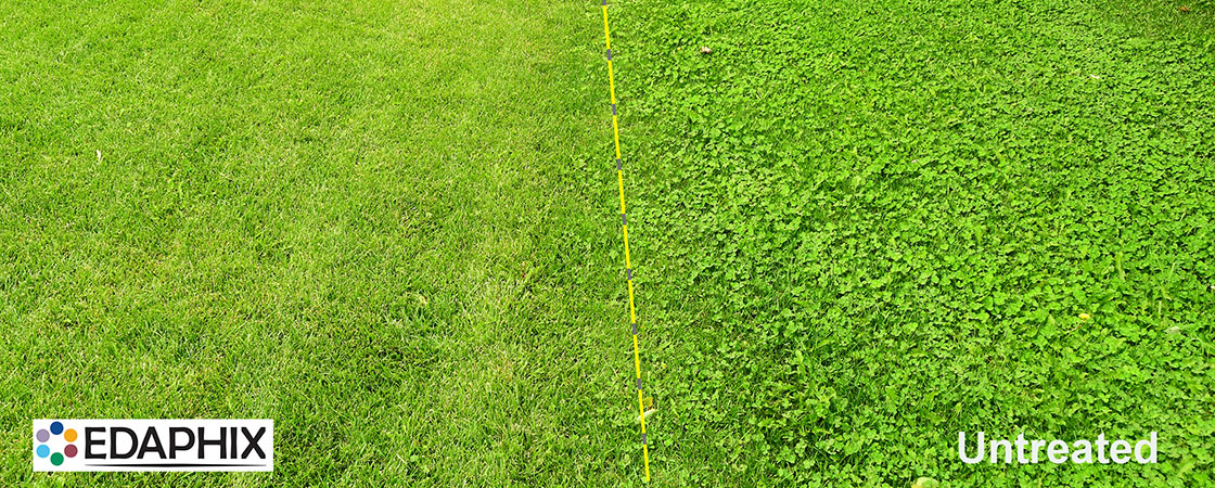 turf grass treated vs untreated