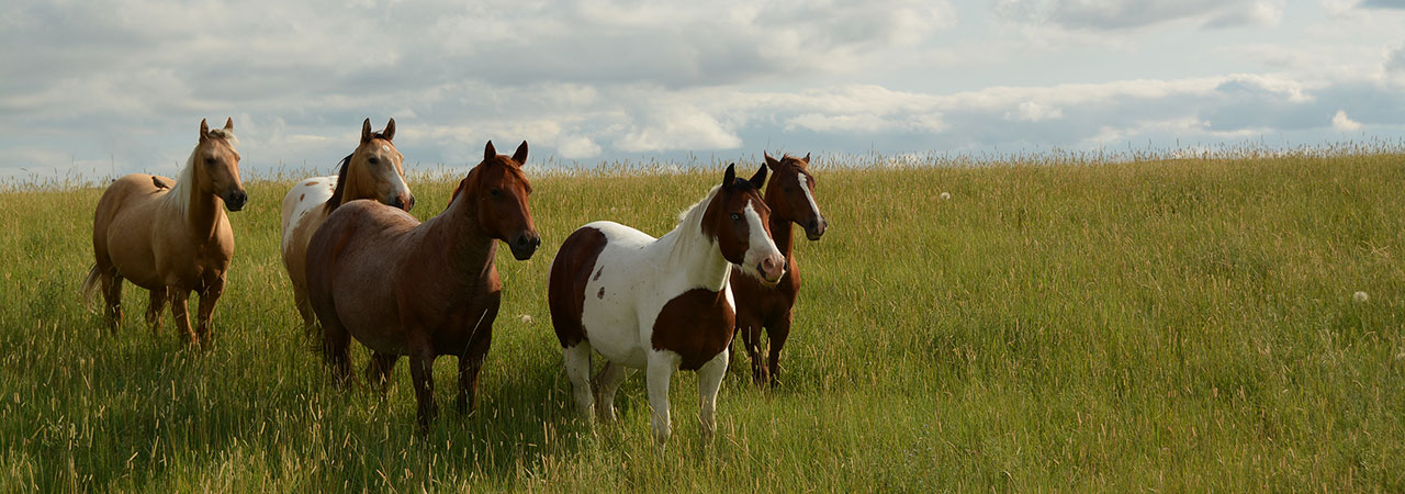 horses in grassland